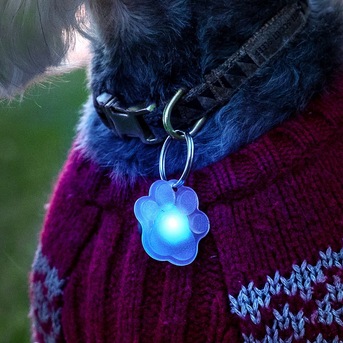 Pupbrightz Paw and Bone | The Container Store