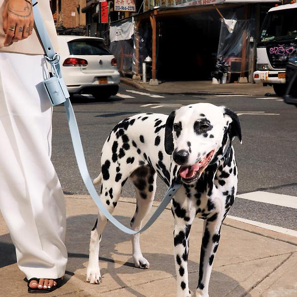 Fable Pets Magic Hands-Free Dog Leash, Light Blue, Medium/Large