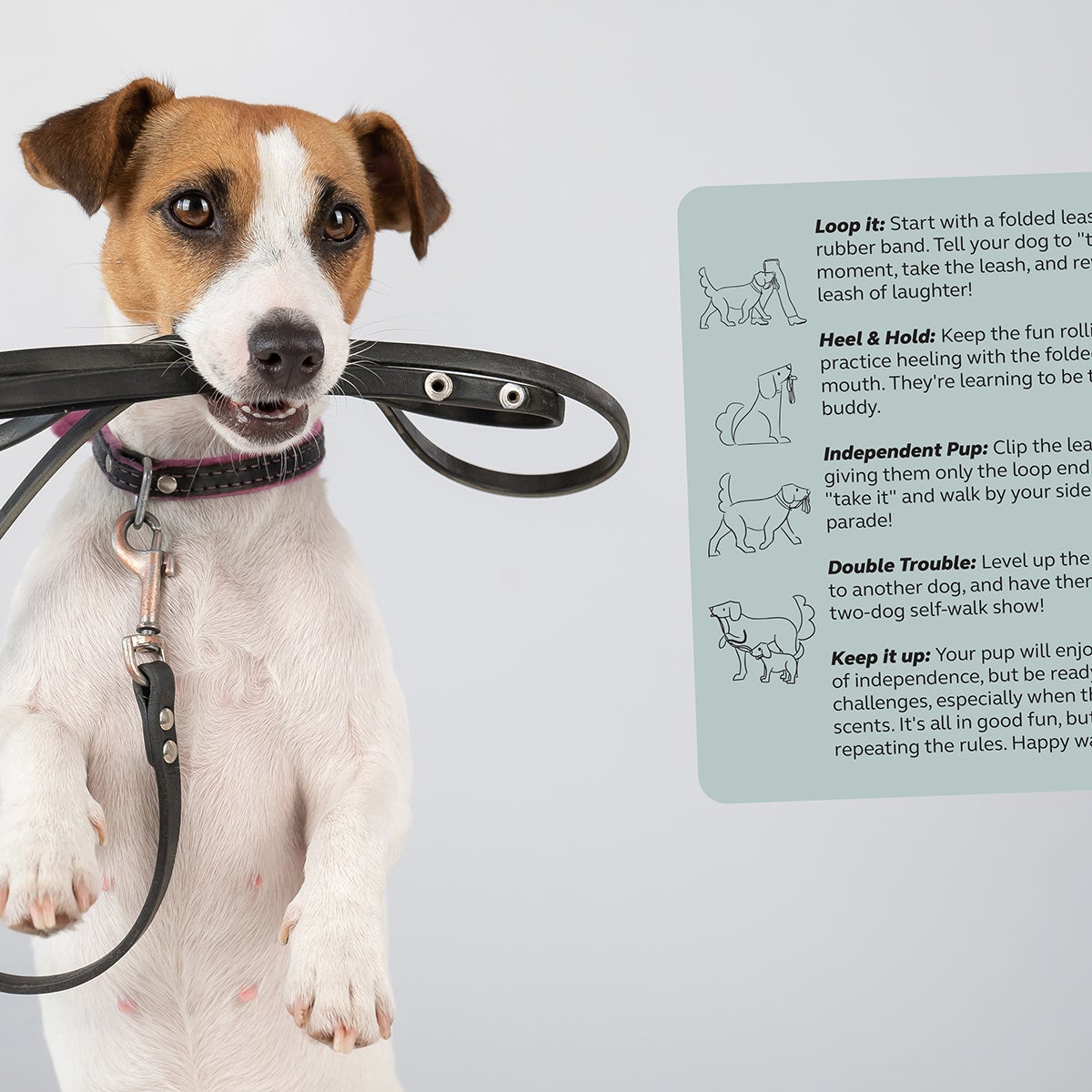 Party Tricks for Dogs