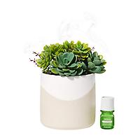Lifelines Plant Diffuser - Succulent Multi