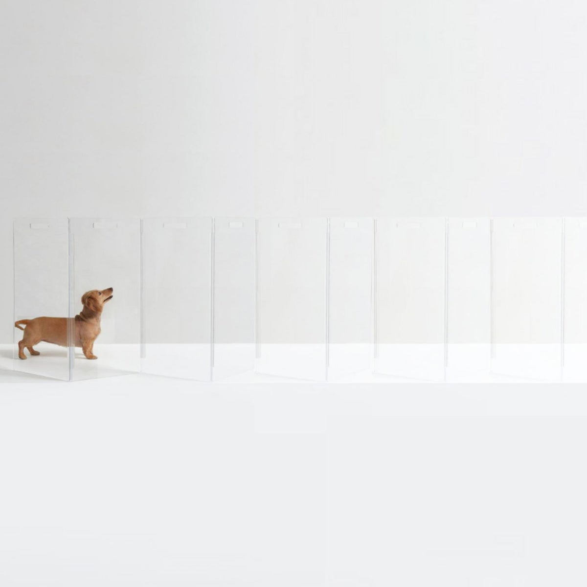 hiddin Freestanding High Zig Zag Pet Gate | The Container Store