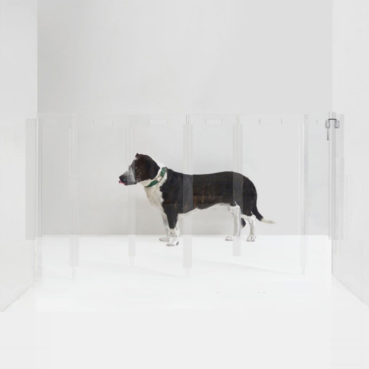 hiddin Clear Wall Mounted Zig Zag Pet Gate | The Container Store